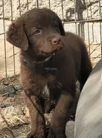 Teal, a female Chesapeake Bay Retriever for sale in Deer Park, WA – 2 of 2
