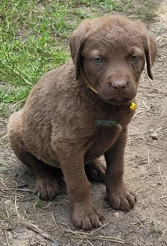 Yellow Collar – Chesapeake Bay Retriever puppy for sale in Deer Park, WA