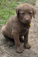 Yellow Collar, a male Chesapeake Bay Retriever for sale in Deer Park, WA – 1 of 1