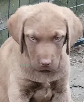Yellow Collar, a male Chesapeake Bay Retriever for sale in Deer Park, WA – 5 of 5
