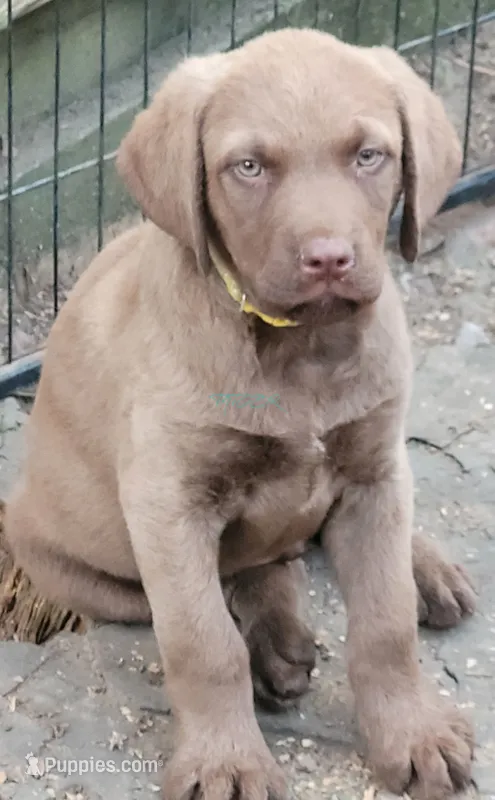 Yellow Collar – Chesapeake Bay Retriever puppy for sale in Deer Park, WA