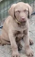 Yellow Collar, a male Chesapeake Bay Retriever for sale in Deer Park, WA – 3 of 5