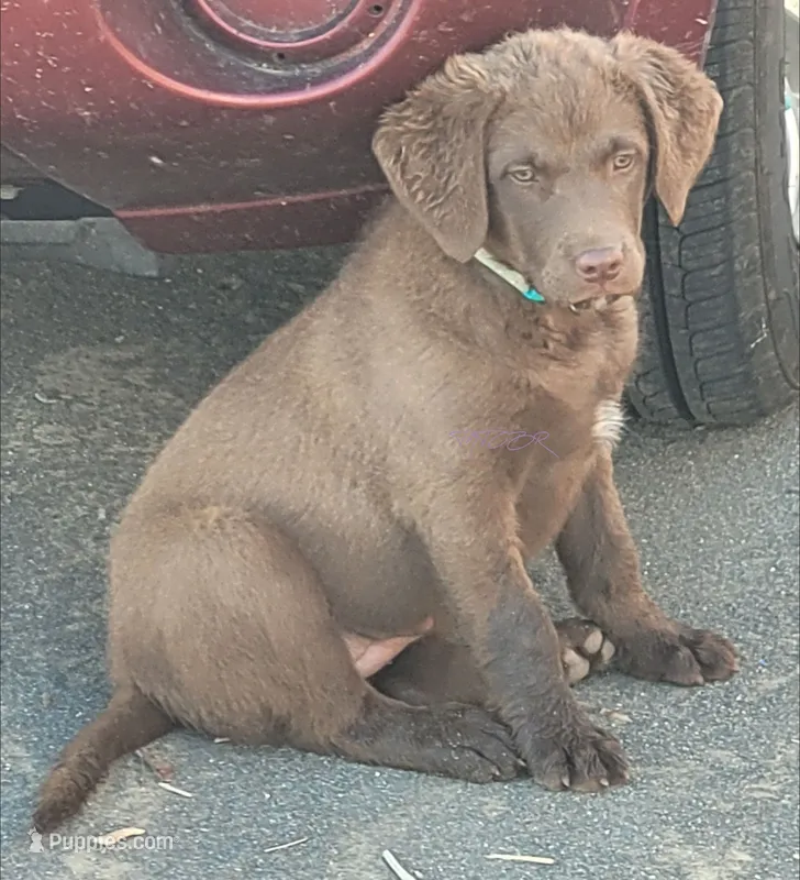 Teal – Chesapeake Bay Retriever puppy for sale in Deer Park, WA