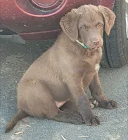 Teal, a female Chesapeake Bay Retriever for sale in Deer Park, WA – 5 of 7