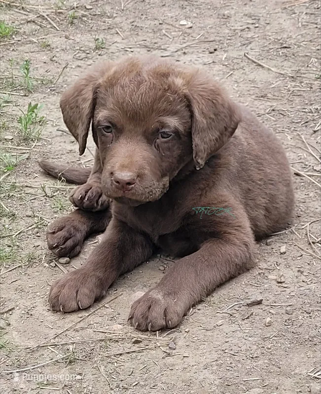 Green Collar – Chesapeake Bay Retriever puppy for sale in Deer Park, WA