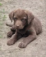 Green Collar, a male Chesapeake Bay Retriever for sale in Deer Park, WA – 1 of 1