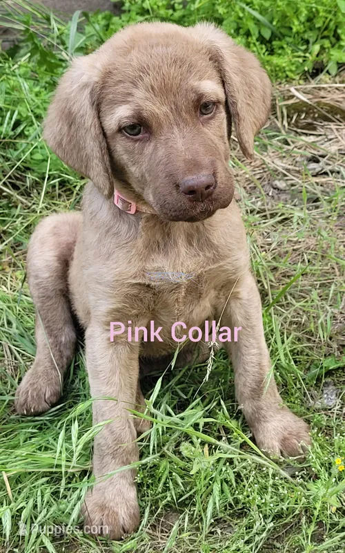 Pink – Chesapeake Bay Retriever puppy on hold in Deer Park, WA