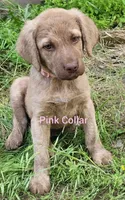 Pink, a female Chesapeake Bay Retriever for sale in Deer Park, WA – 1 of 1