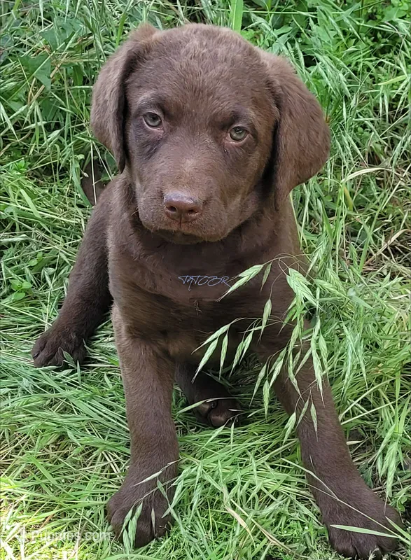 Purple collar – Chesapeake Bay Retriever puppy for sale in Deer Park, WA