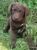 Purple collar, a female Chesapeake Bay Retriever for sale in Deer Park, WA – 1 of 1