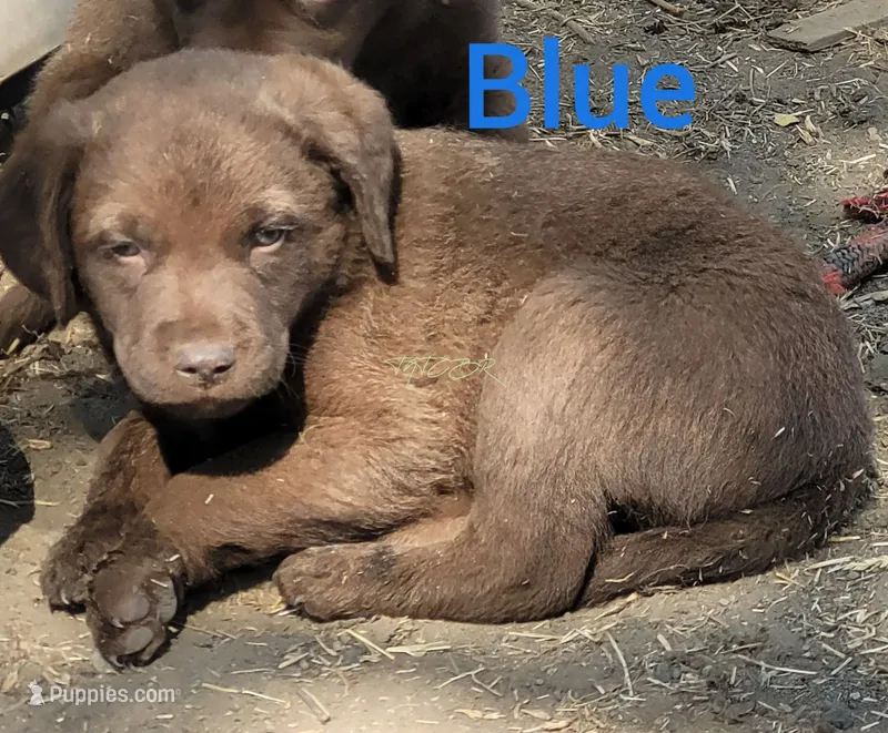 Blue – Chesapeake Bay Retriever puppy for sale in Deer Park, WA