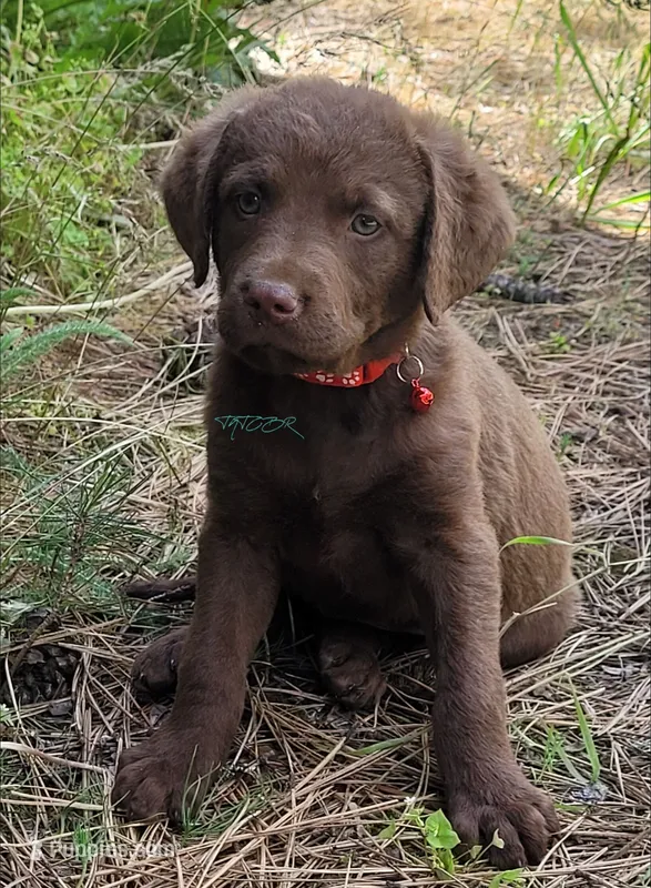 Red collar – Chesapeake Bay Retriever puppy for sale in Deer Park, WA