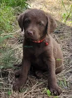 Red collar, a male Chesapeake Bay Retriever for sale in Deer Park, WA – 1 of 1