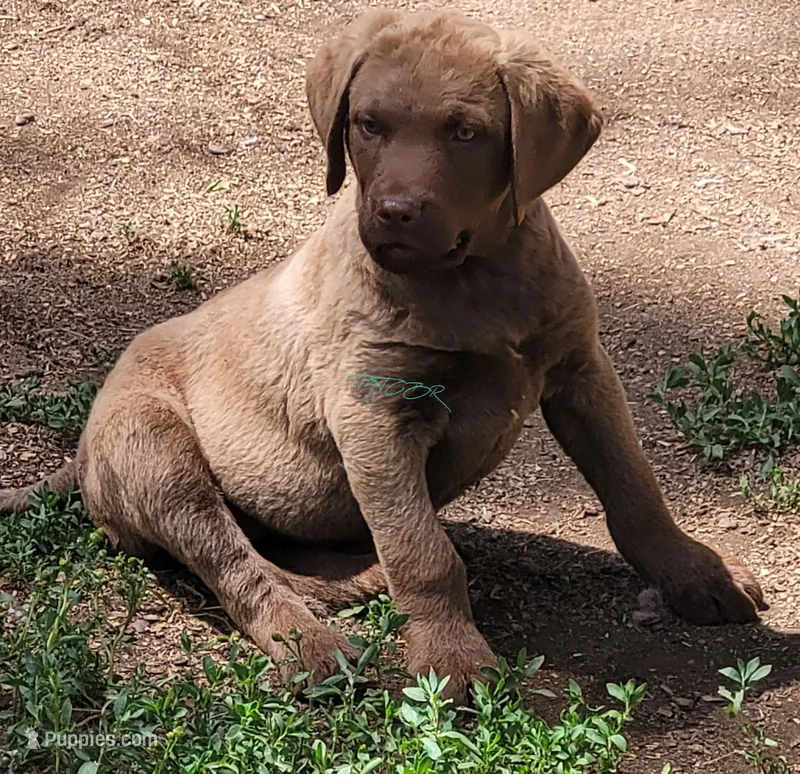 Yellow Collar – Chesapeake Bay Retriever puppy for sale in Deer Park, WA