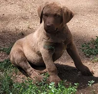 Yellow Collar, a male Chesapeake Bay Retriever for sale in Deer Park, WA – 2 of 5