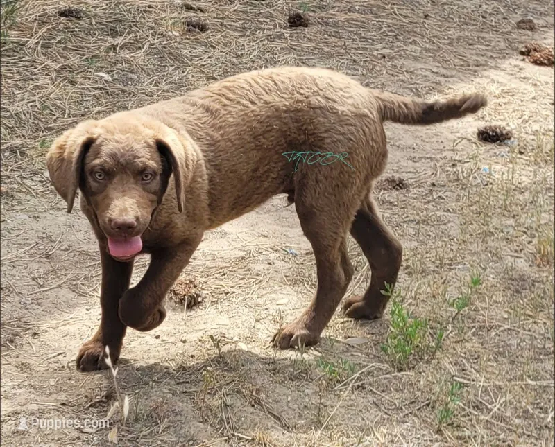 Black collar – Chesapeake Bay Retriever puppy for sale in Deer Park, WA