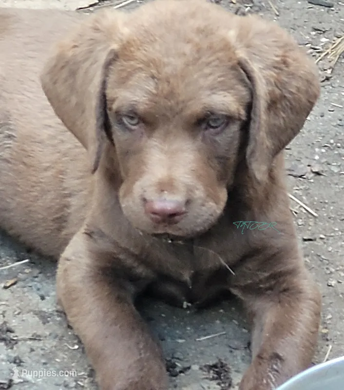 Black collar – Chesapeake Bay Retriever puppy for sale in Deer Park, WA