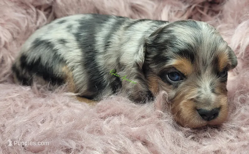Cy – Miniature Australian Shepherd puppy for sale in Deer Park, WA