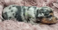Cy, a male Miniature Australian Shepherd for sale in Deer Park, WA – Photo 2 of 3
