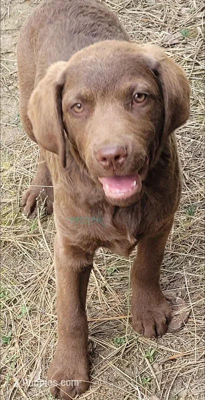 Red collar – Chesapeake Bay Retriever puppy for sale in Deer Park, WA