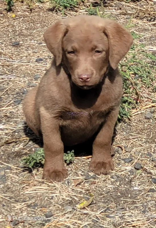 Purple – Chesapeake Bay Retriever puppy for sale in Deer Park, WA