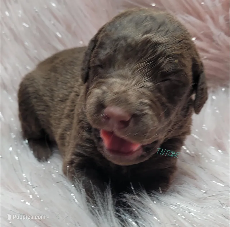 Brown F – Chesapeake Bay Retriever puppy for sale in Deer Park, WA