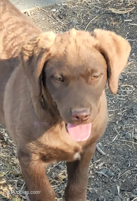 Teal – Chesapeake Bay Retriever puppy for sale in Deer Park, WA