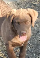 Teal, a female Chesapeake Bay Retriever for sale in Deer Park, WA – 1 of 7
