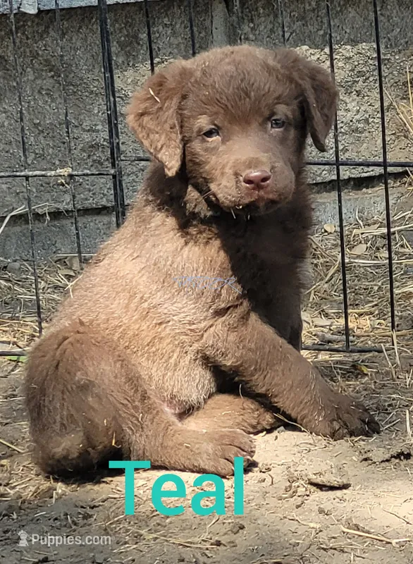 Teal – Chesapeake Bay Retriever puppy for sale in Deer Park, WA