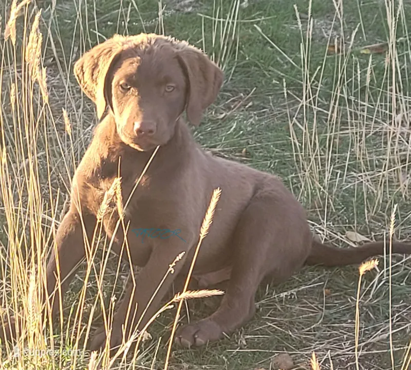Orange – Chesapeake Bay Retriever puppy for sale in Deer Park, WA