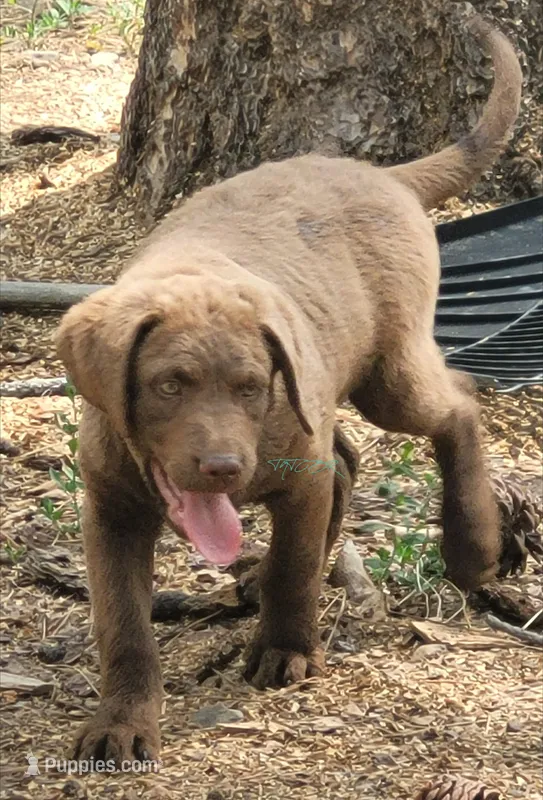 Black collar – Chesapeake Bay Retriever puppy for sale in Deer Park, WA