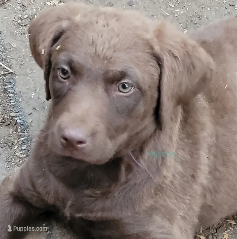 Purple collar – Chesapeake Bay Retriever puppy for sale in Deer Park, WA