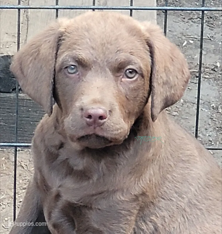 Red collar – Chesapeake Bay Retriever puppy for sale in Deer Park, WA