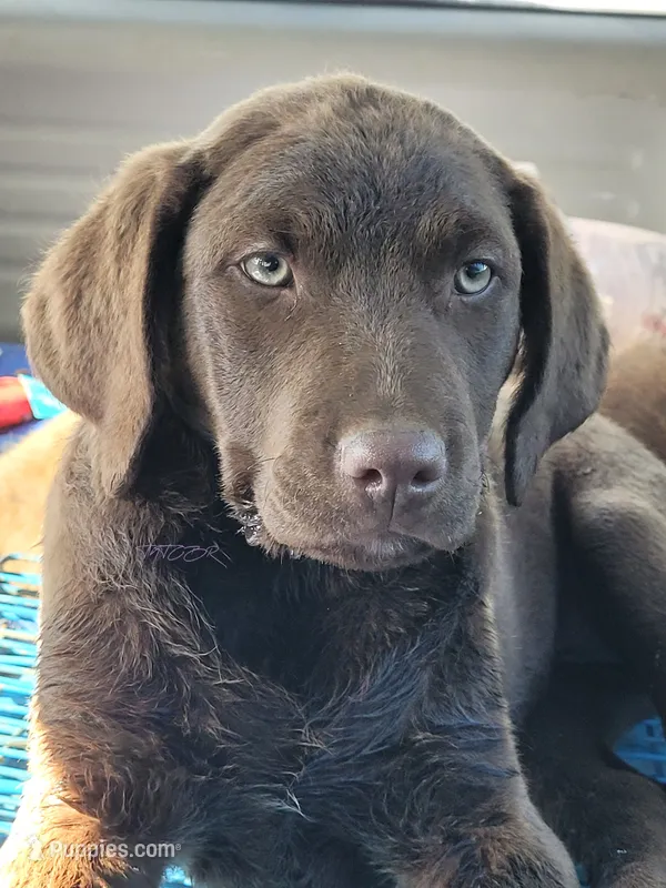 Pink – Chesapeake Bay Retriever puppy for sale in Deer Park, WA