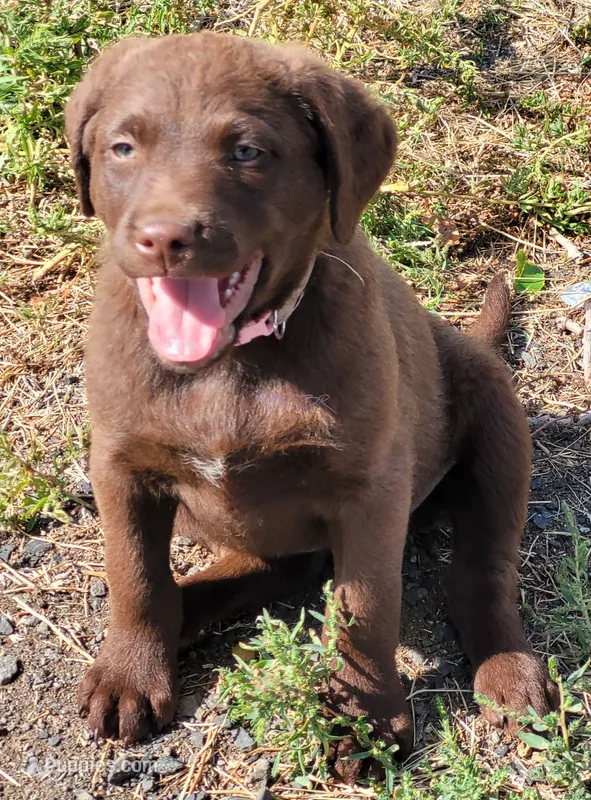 Pink – Chesapeake Bay Retriever puppy for sale in Deer Park, WA