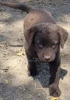 Pink, a female Chesapeake Bay Retriever for sale in Deer Park, WA – 2 of 2
