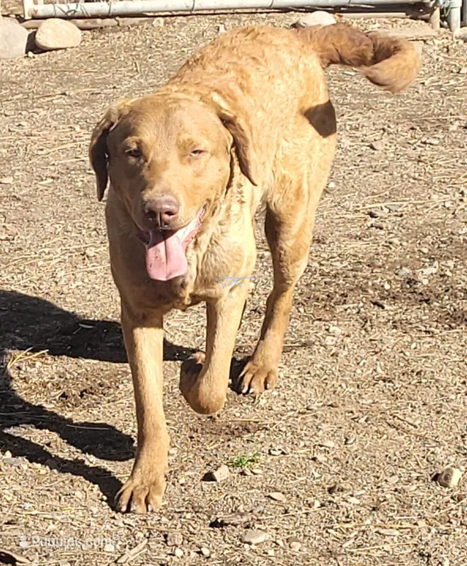 Woody , a male Chesapeake Bay Retriever for sale in Deer Park, WA – Photo 1 of 4