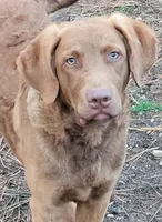 Woody , a male Chesapeake Bay Retriever for sale in Deer Park, WA – Photo 4 of 4