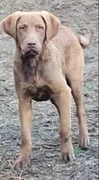 Woody , a male Chesapeake Bay Retriever for sale in Deer Park, WA – Photo 2 of 4
