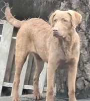 Woody , a male Chesapeake Bay Retriever for sale in Deer Park, WA – Photo 3 of 4