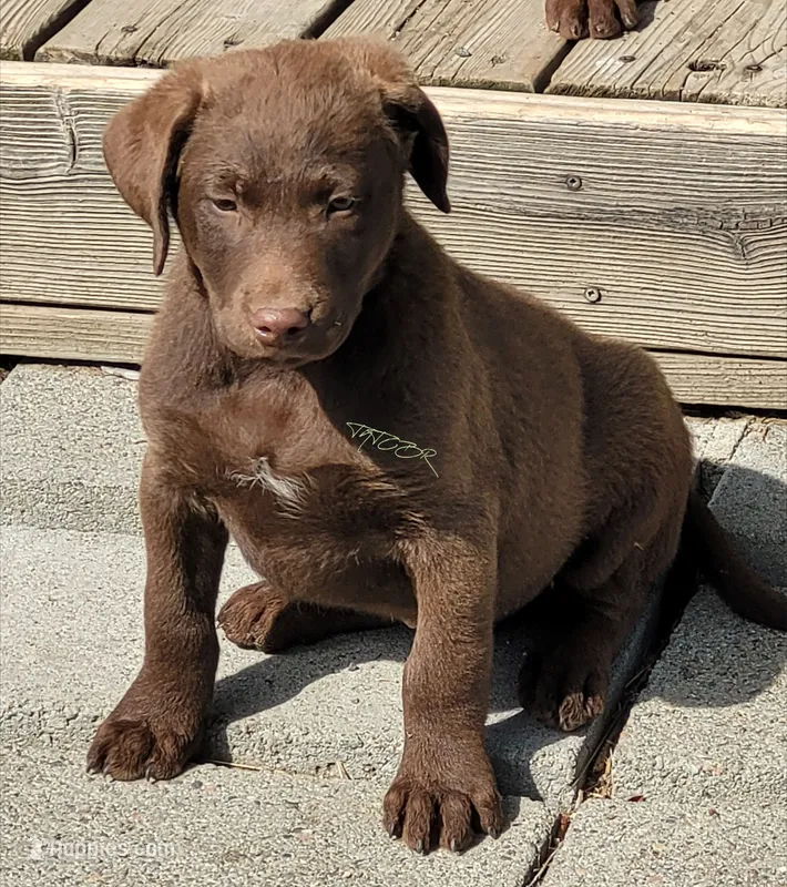 Orange – Chesapeake Bay Retriever puppy for sale in Deer Park, WA