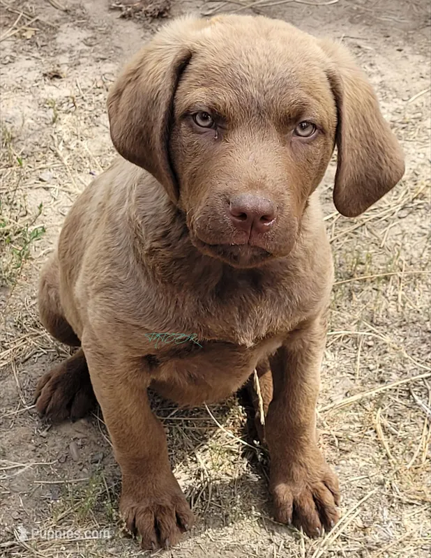 Yellow Collar – Chesapeake Bay Retriever puppy for sale in Deer Park, WA