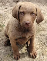 Yellow Collar, a male Chesapeake Bay Retriever for sale in Deer Park, WA – 1 of 5