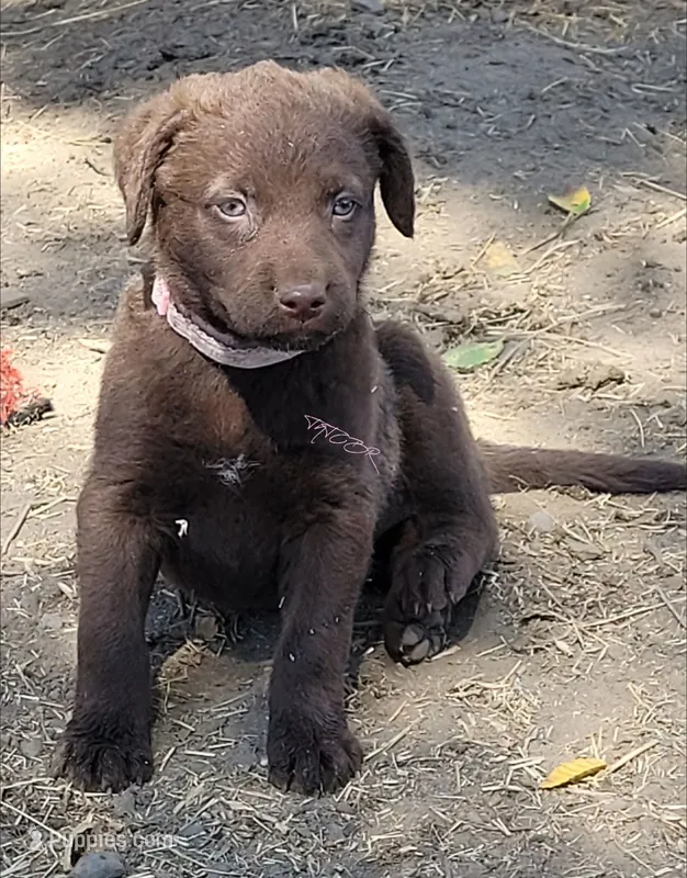 Pink – Chesapeake Bay Retriever puppy for sale in Deer Park, WA