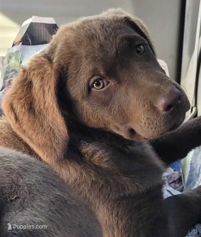 Teal – Chesapeake Bay Retriever puppy for sale in Deer Park, WA