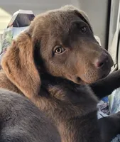 Teal, a female Chesapeake Bay Retriever for sale in Deer Park, WA – 4 of 7