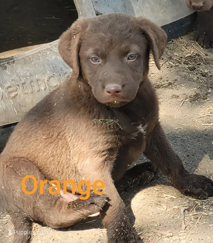 Orange – Chesapeake Bay Retriever puppy for sale in Deer Park, WA