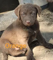 Orange, a male Chesapeake Bay Retriever for sale in Deer Park, WA – 1 of 1