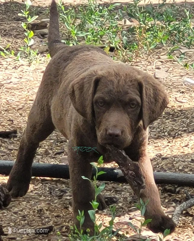 Red collar – Chesapeake Bay Retriever puppy for sale in Deer Park, WA
