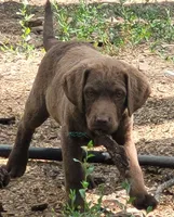 Red collar, a male Chesapeake Bay Retriever for sale in Deer Park, WA – 2 of 4